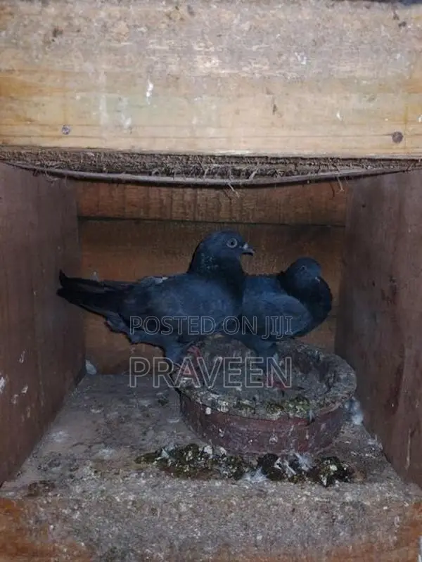 Pigeon
