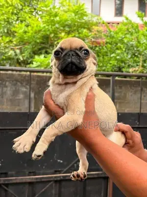 Pug Puppies