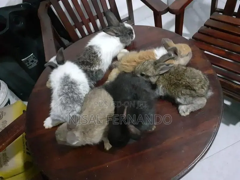 Angora Rabbit