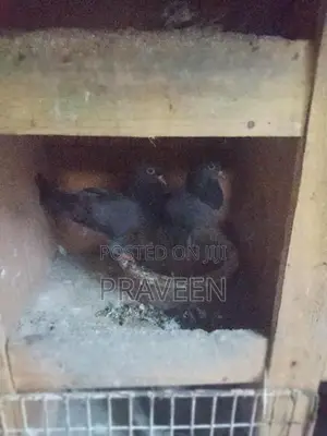 Pigeon