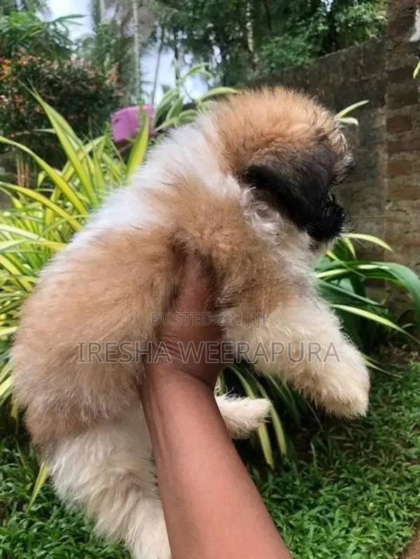 Shih Tzu Dog