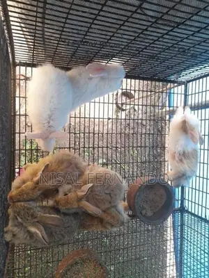 Angora Rabbit