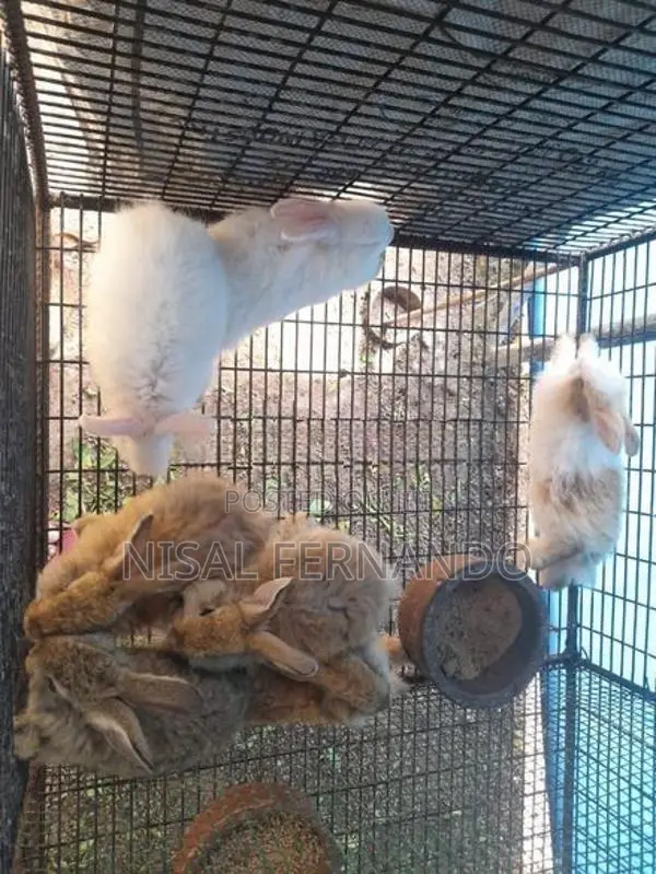 Angora Rabbit