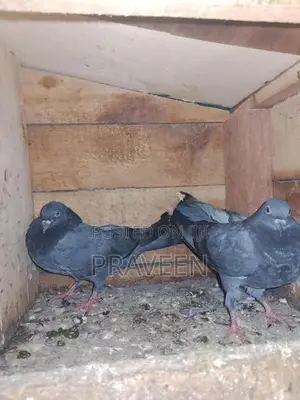 Pigeon