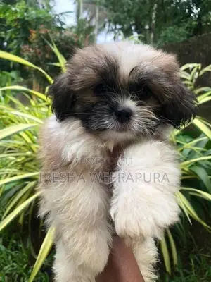 Shih Tzu Dog