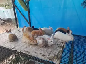 Angora Rabbit