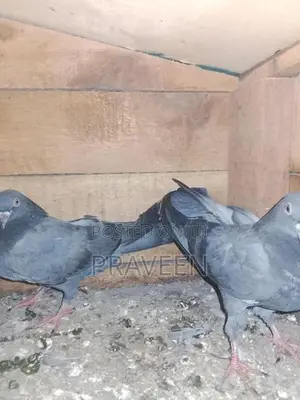 Pigeon