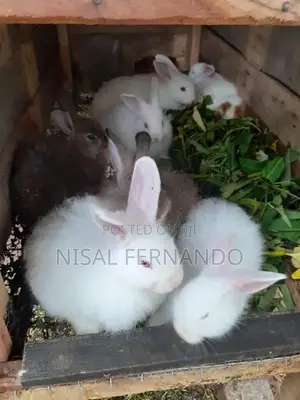 Angora Rabbit