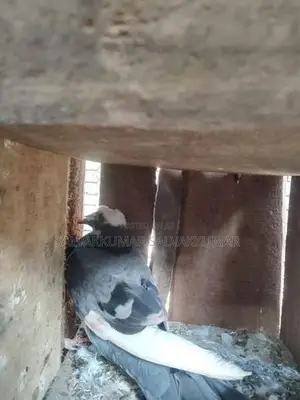 pigeons