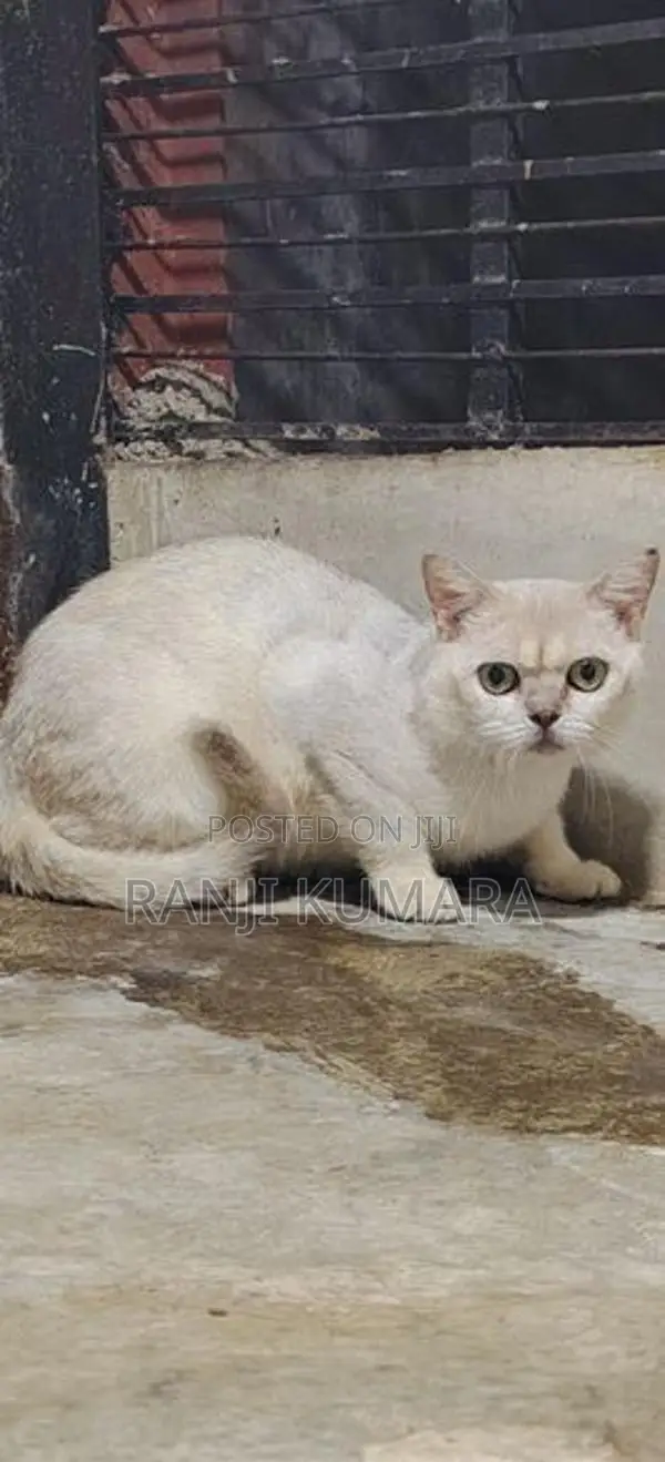 British shorthair kittens