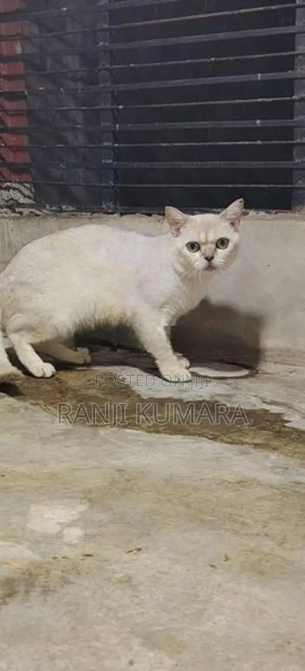 British shorthair kittens