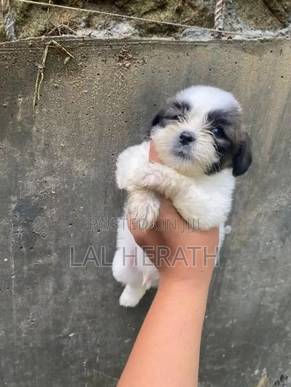 Shih Tzu Dog