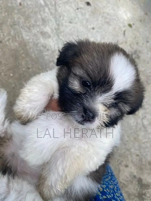 Shih Tzu Dog