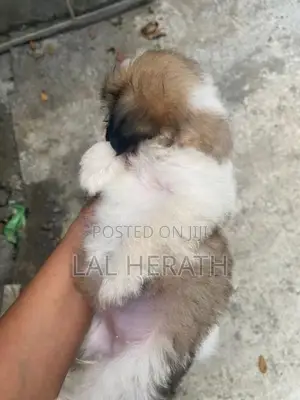 Shih Tzu Dog
