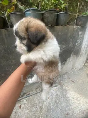 Shih Tzu Dog