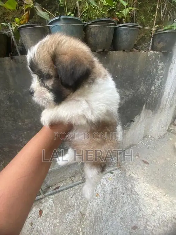 Shih Tzu Dog