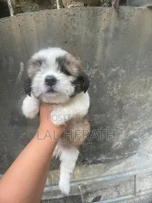 Shih Tzu Dog