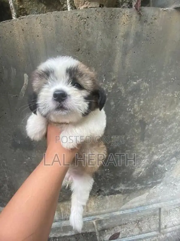 Shih Tzu Dog