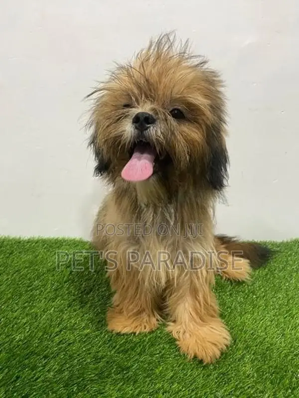 Shih Tzu Puppy