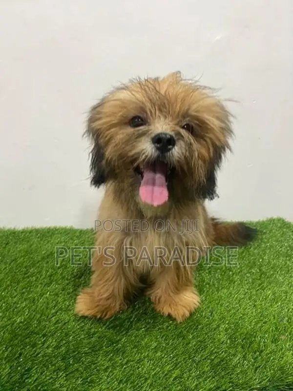 Shih Tzu Puppy