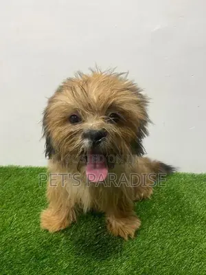Shih Tzu Puppy