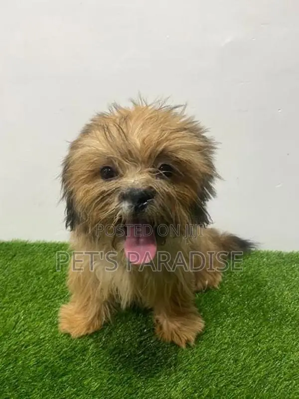 Shih Tzu Puppy