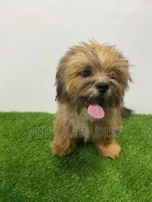 Shih Tzu Puppy