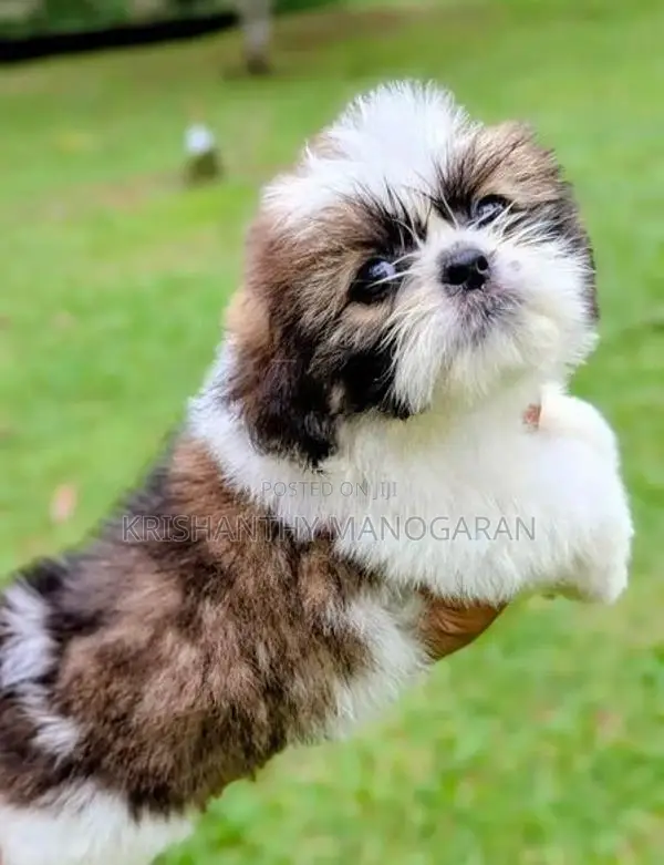 Shih Tzu puppy