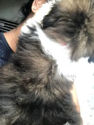 Shih Tzu puppy