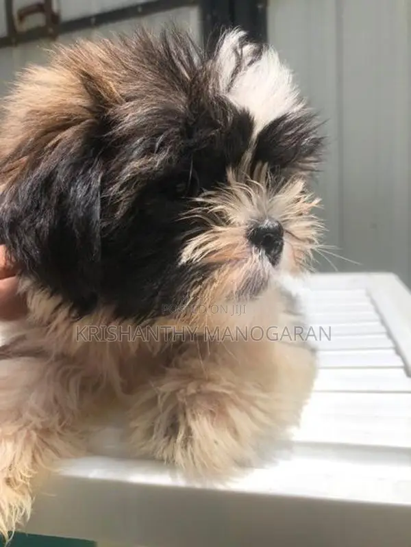 Shih Tzu puppy