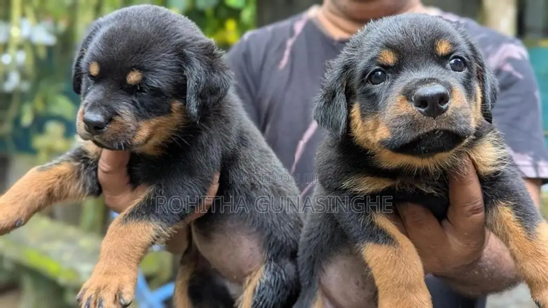 Rottweiler Puppies