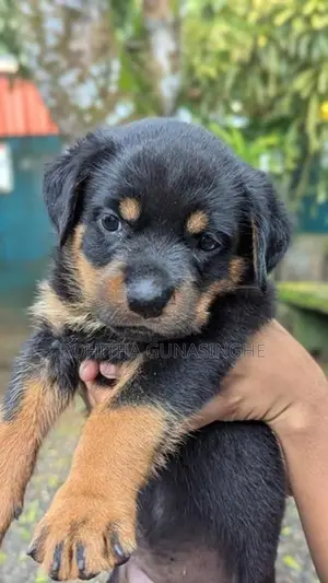 Rottweiler Puppies