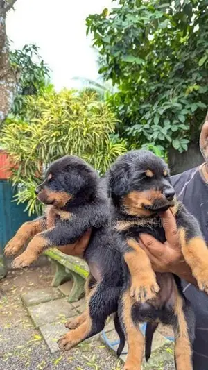 Rottweiler Puppies