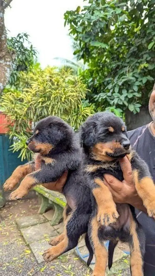 Rottweiler Puppies