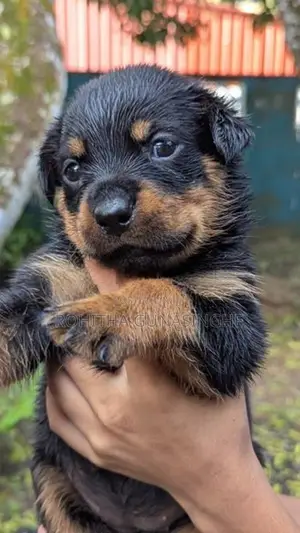 Rottweiler Puppies