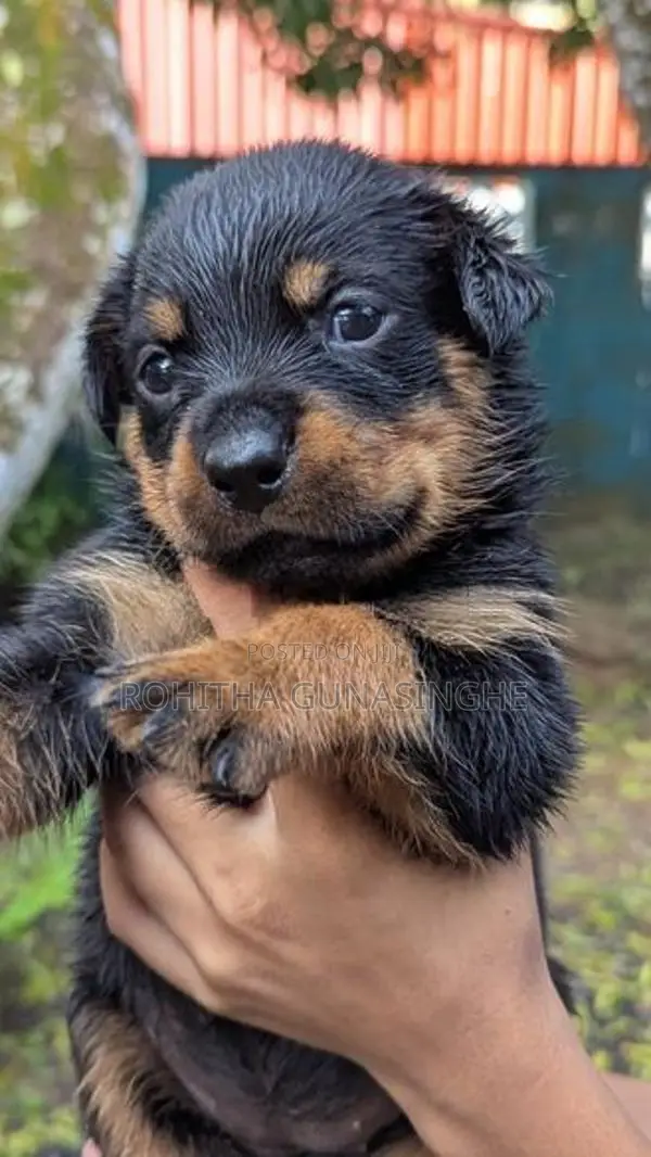 Rottweiler Puppies