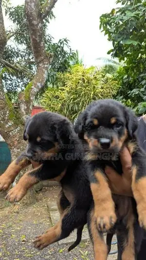 Rottweiler Puppies