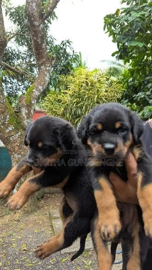 Rottweiler Puppies