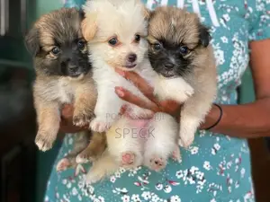 Lion Pomeranian Puppies