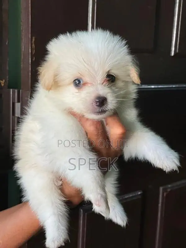 Lion Pomeranian Puppies