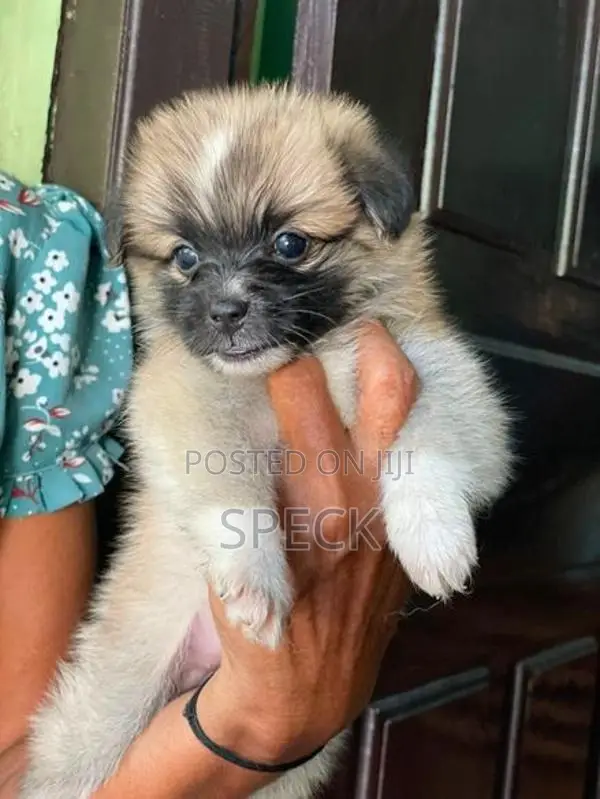 Lion Pomeranian Puppies