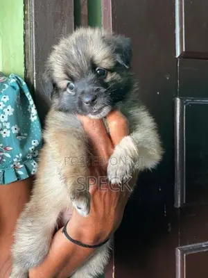 Lion Pomeranian Puppies
