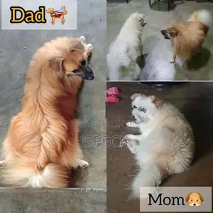 Lion Pomeranian Puppies