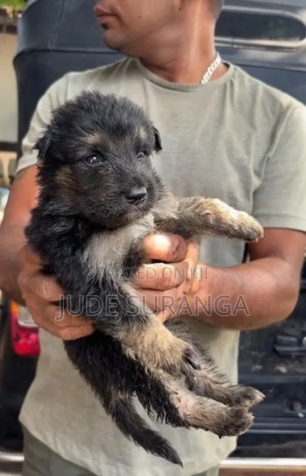 German Shepherd Puppies