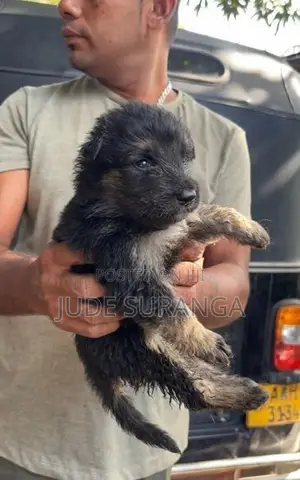 German Shepherd Puppies