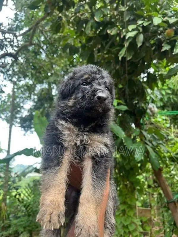 German shepherd