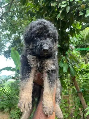 German shepherd