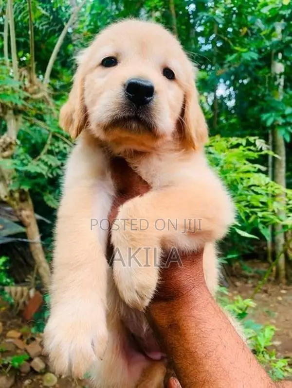 Golden Retriever Puppies