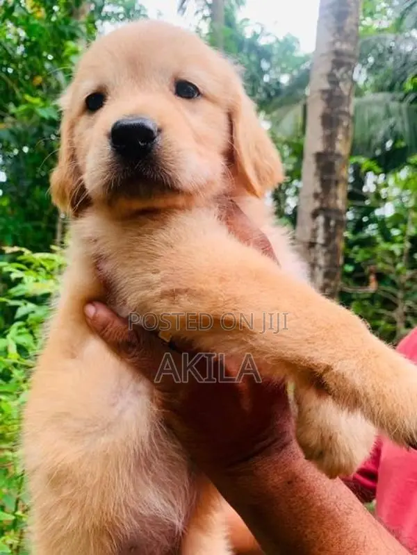 Golden Retriever Puppies