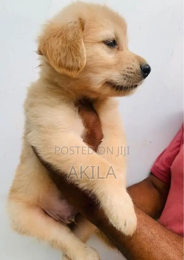 Golden Retriever Puppies